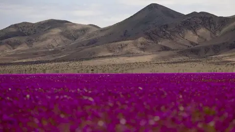 Spectacular Bloom of Wildflowers Transforms the Atacama Desert