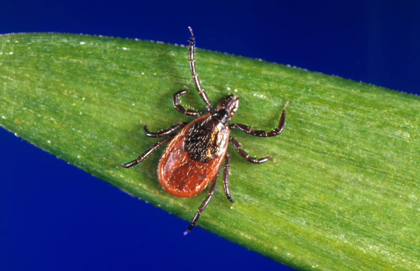 Tick Season Begins Early: Surge in Bites Raises Concerns