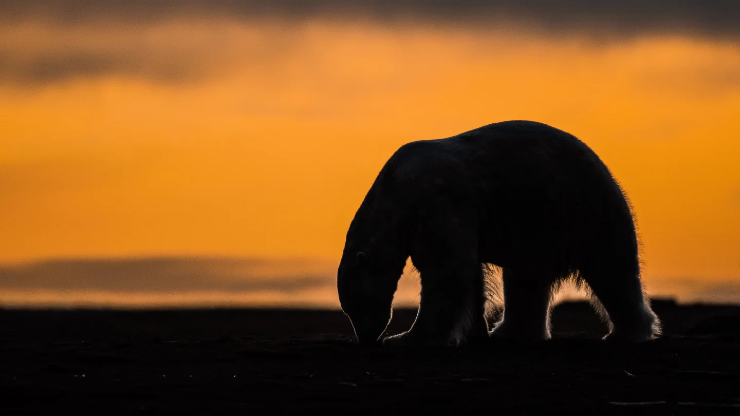 Reviving Polar Bear Tourism in Kaktovik Amid Climate Challenges