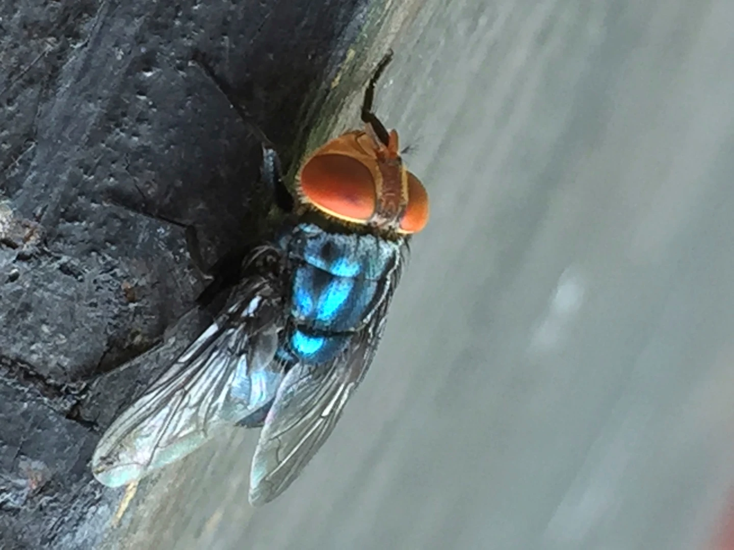 Screwworm Fly Threatens Texas Cattle Industry After 50-Year Break