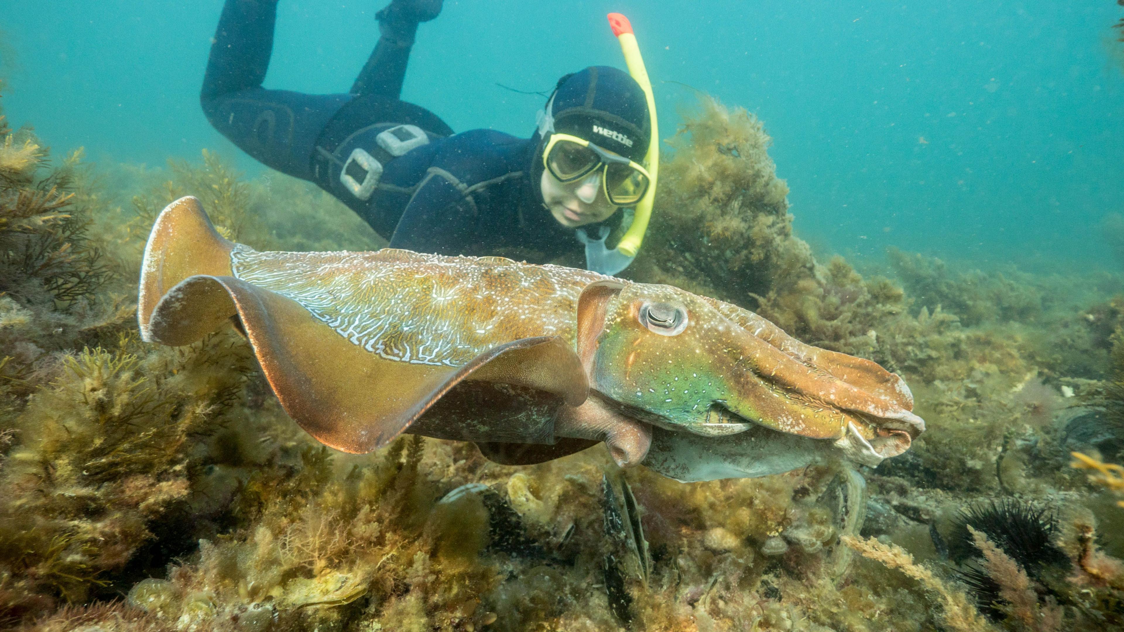 Australia’s Giant Cuttlefish Mating Season Plummets 97%, Algal Bloom Sparks Conservation Worry