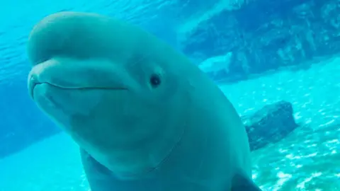 Crisis at Marineland: Euthanization Threat Looms for 30 Beluga Whales