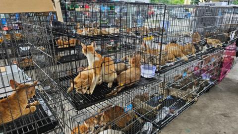 Hundreds of Cats Stolen for Food in Vietnam Reclaimed by Police, Animal Welfare Group Reports