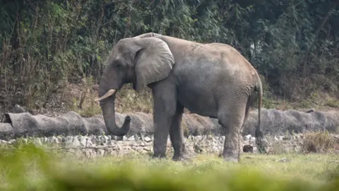 The Tragic Farewell to Shankar: Delhi Zoo's Sole African Elephant