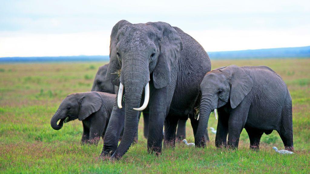 Pesticides Suspected in Mysterious Elephant Deaths Near Amboseli