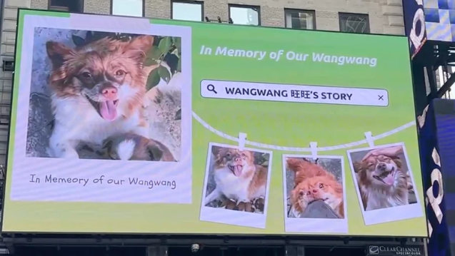 China’s Animal Abuse Scandal Sparks Global Protest After Censoring Online