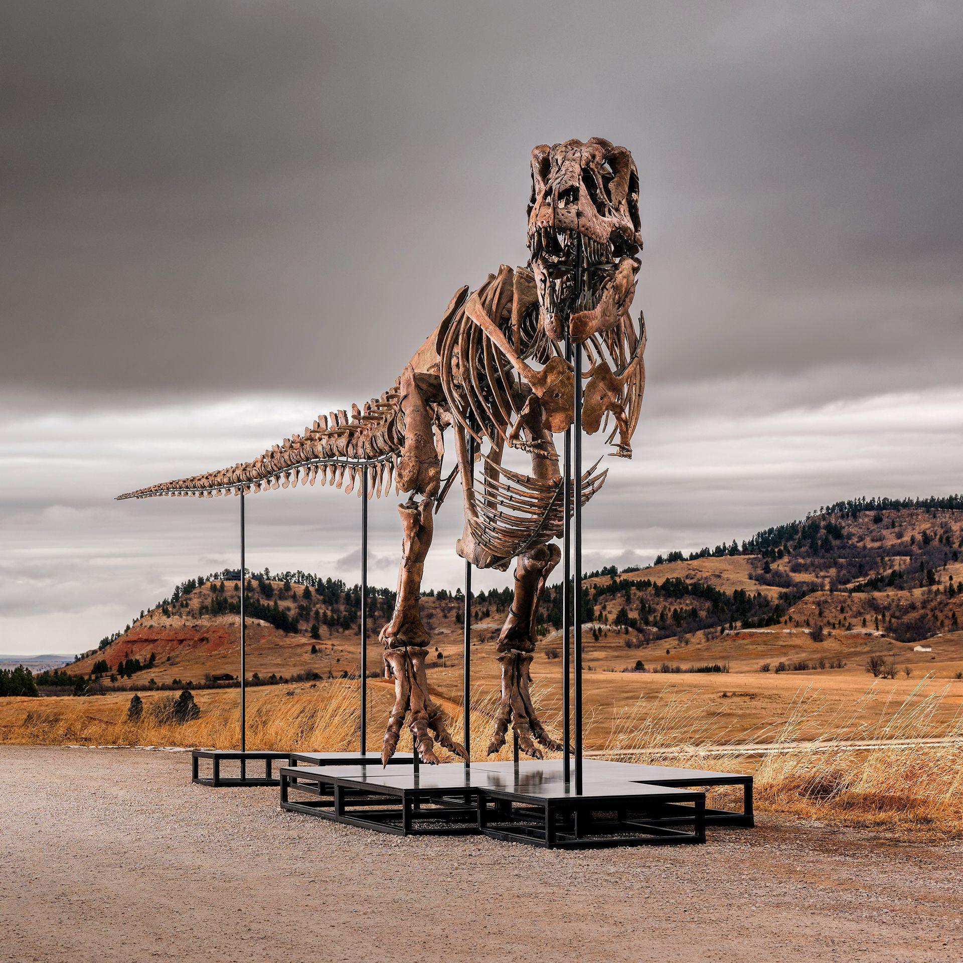 T. rex 'Gus' May Outbid 'Sue', Sparking Debate Over Fossil Ownership