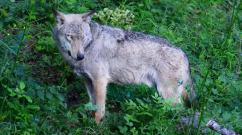 Suspected Poisoning Claims Lives of 18 Wolves in Italian National Park