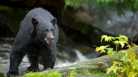 Fatal Bear Attack Claims Life of Missouri Camper in Arkansas