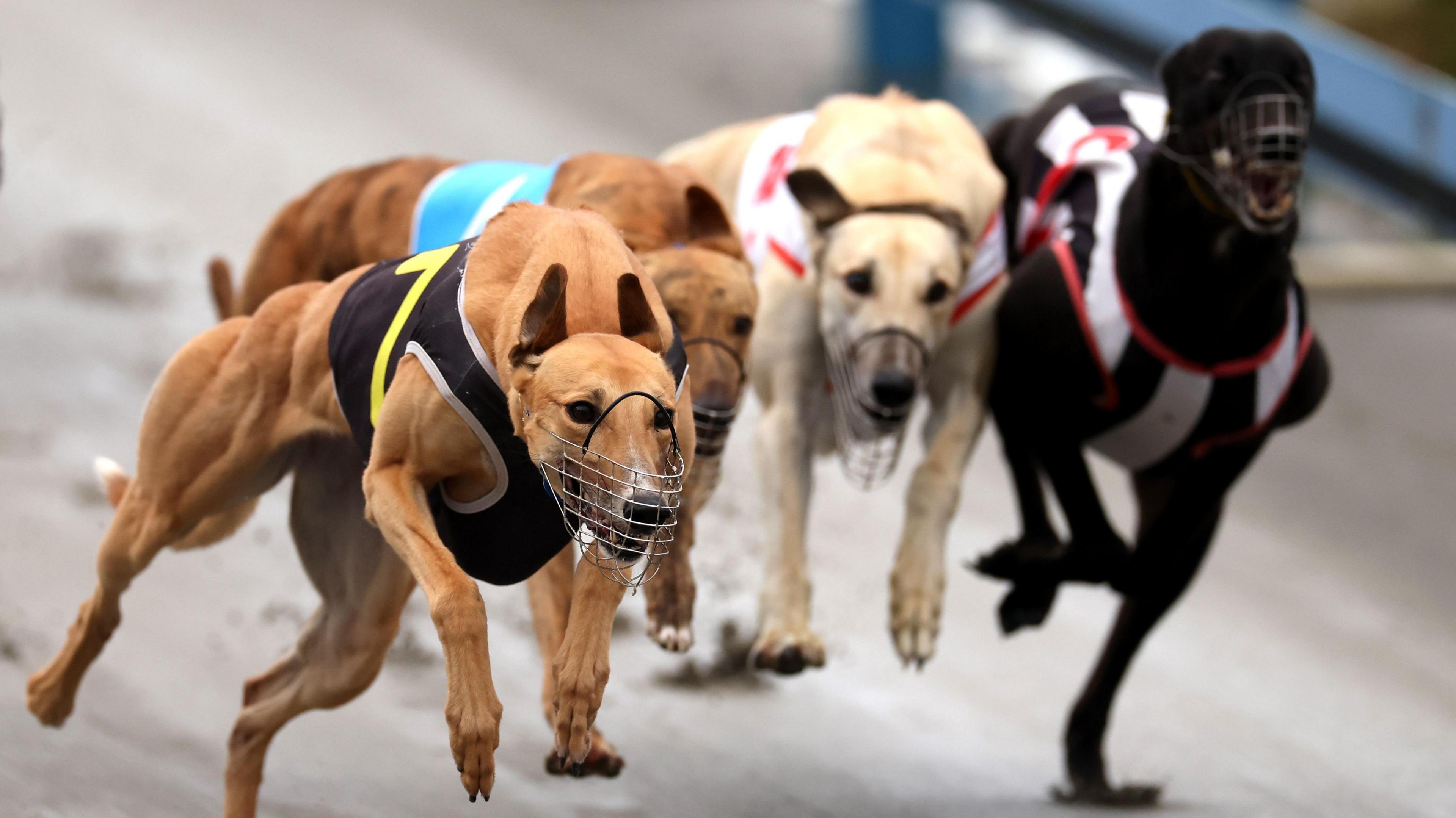 Greyhounds Set Flight to Australia as New Zealand Ban Comes Into Force