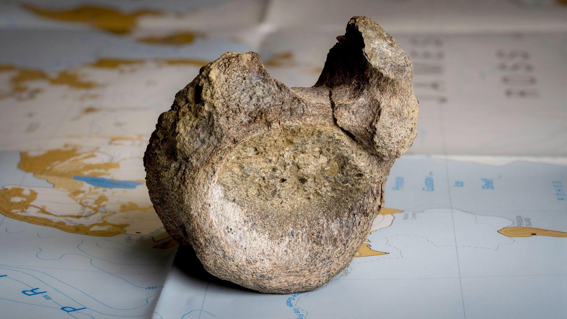 Antarctica's First Dinosaur Bone Discovered After 40 Years in a Drawer