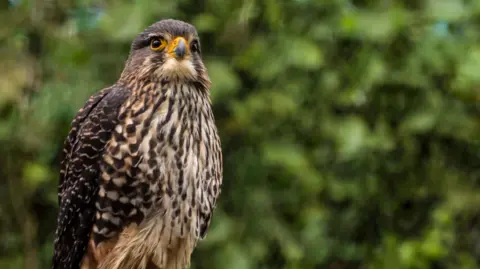 New Zealand's Falcon Takes Top Honors as Bird of the Year