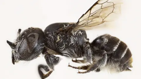 Discovering the 'Lucifer' Bee: A New Species with Distinctive Horns Found in Australia