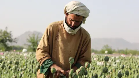 Decline in Afghan Opium Production Post-Taliban Ban Highlights Economic Struggles