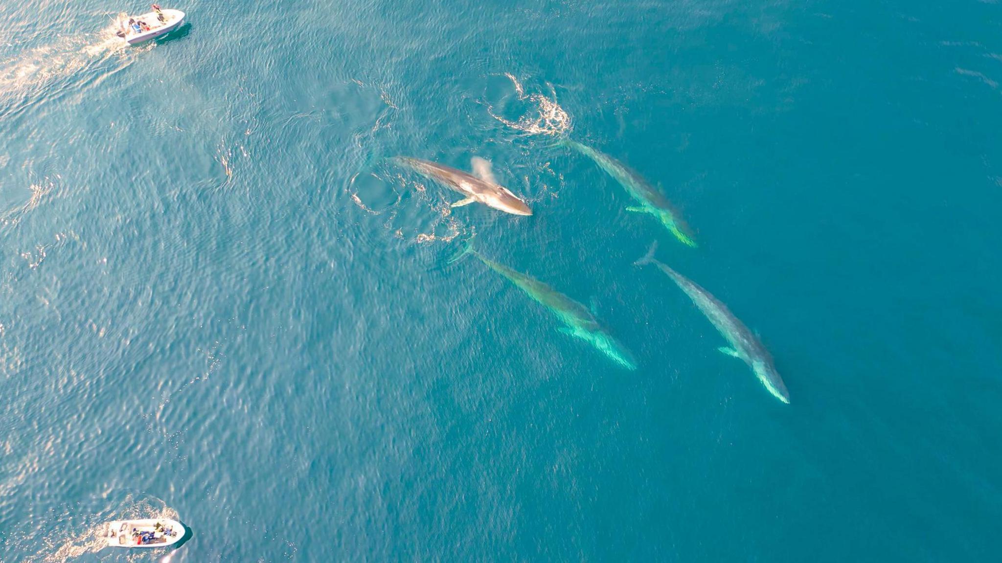 Giant Whales Traverse Greenland as Polar Ice Melts