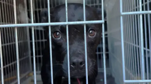 BBC Investigation Exposes Major Dog Fighting Network in Europe