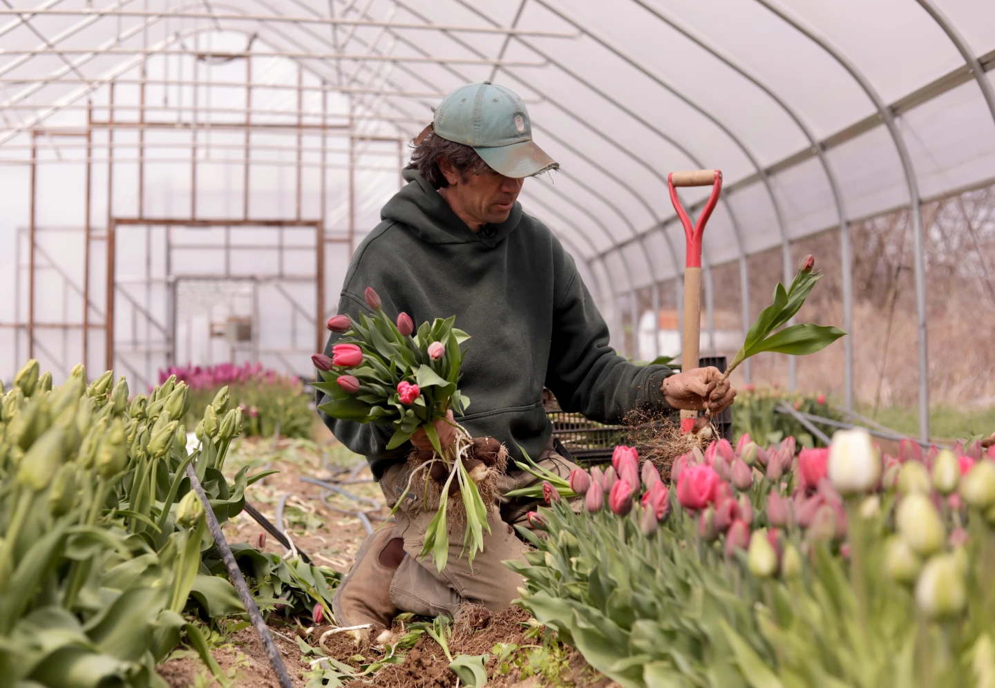 Temperature Swings Disrupt Northeastern Farmers as Spring Arrives
