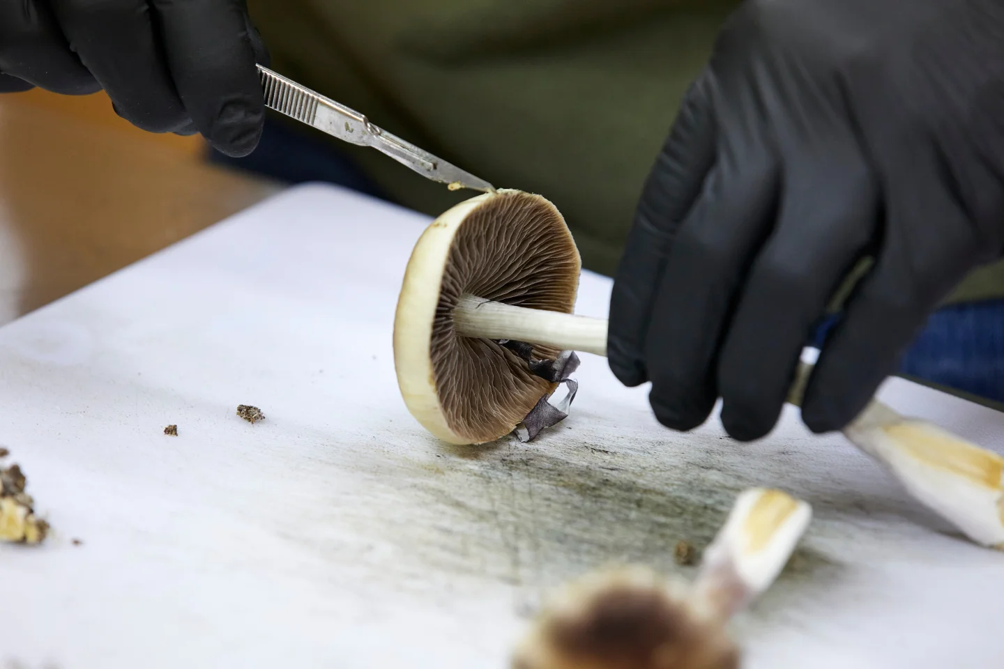 FDA Expedited Serum Review for Psychedelics as Mental Health Treatments Under Trump Administration