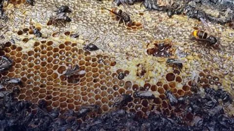Arson in Almere Claims Lives of 500,000 Bees