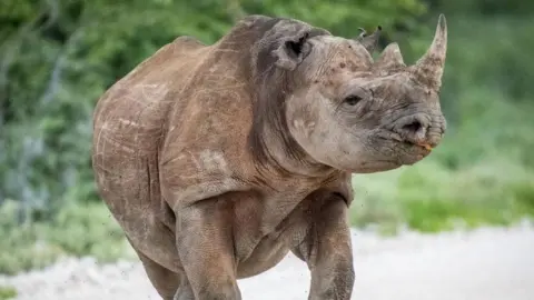 Army Mobilization in Namibia to Combat Wildfire Threatening Etosha National Park