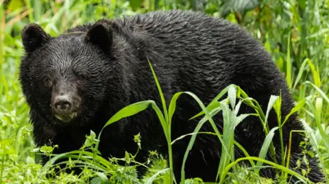 Record High Bear Attacks in Japan: Seven Fatalities This Year