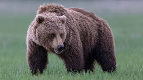 Urgent Search Underway for Grizzly Bear After Attack on Students in Canada