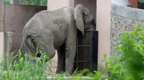 Tragic Loss: Delhi's Last African Elephant Dies from Rare Virus