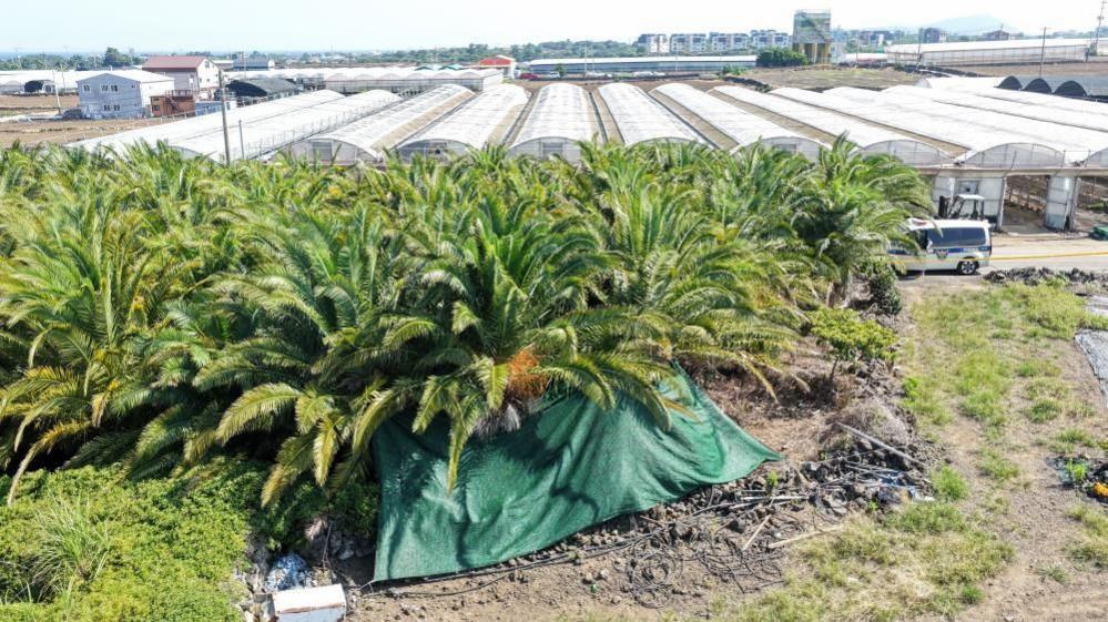 Jeju Island Tragedy: Four Bodies Found Amid Police Missing‑Persons Scandal