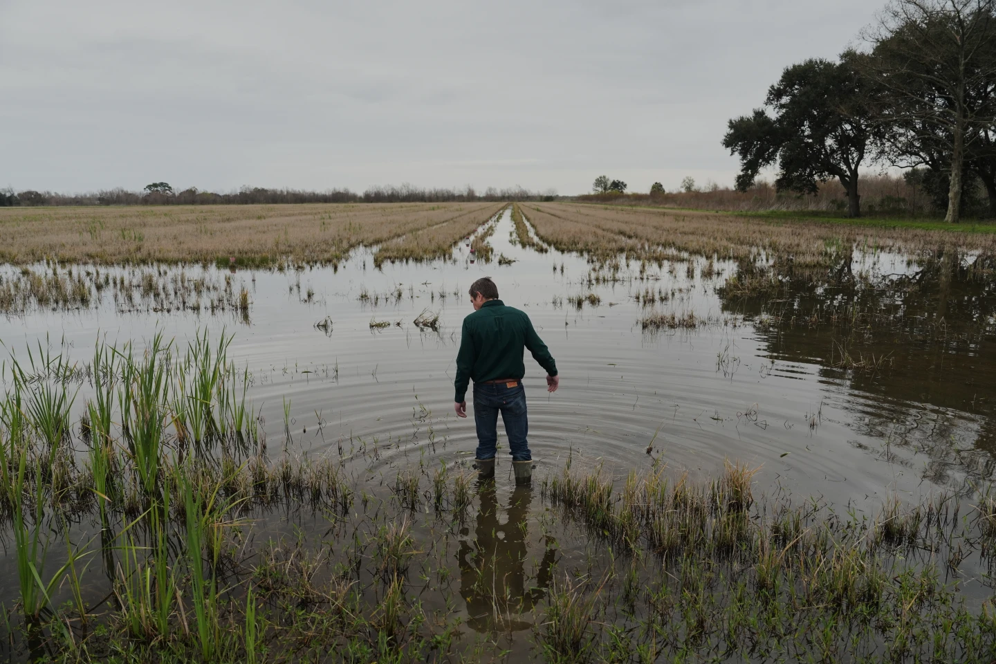 Invasive Pests Disrupt Louisiana's Crawfish and Rice Farming