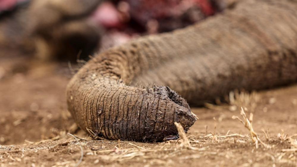 Four Arrested Over Suspected Poisoning of Elephants in Kenya
