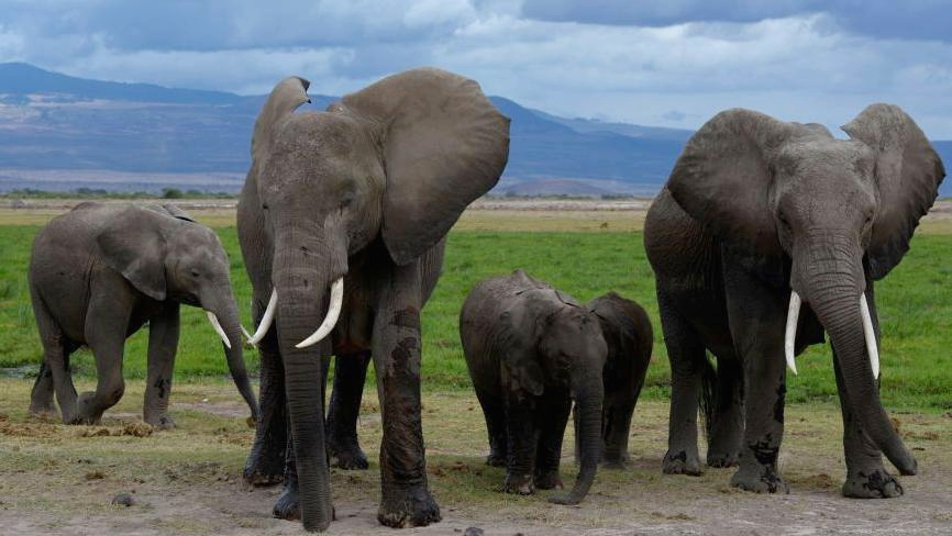 Cyanide‑contaminated tomato pesticide kills 15 elephants near Kenya’s Amboseli National Park