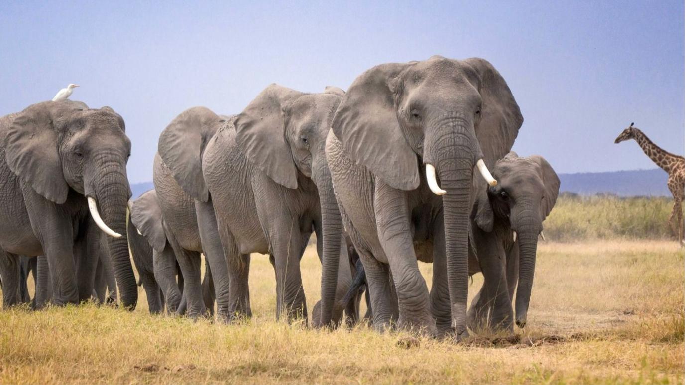 14 Elephants Found Dead in Kenya’s Amboseli Region: A Mysterious Tragedy Sparks Investigation
