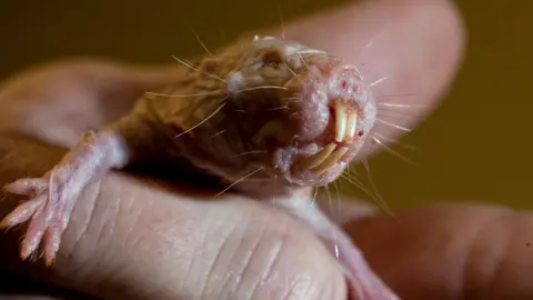 Unlocking Longevity: How Naked Mole Rats Defy Aging