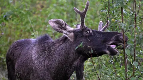 Emil the Elk's Incredible Journey Ends with Capture in Austria