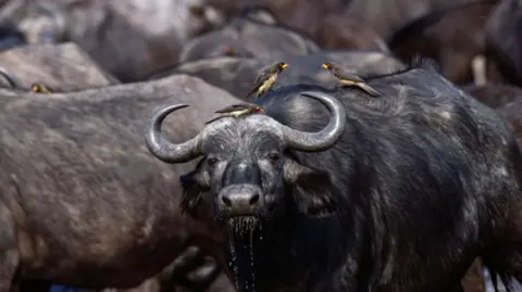 Tragic Incident: Over 80 Buffaloes Perish in Namibia After Cliff Fall
