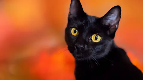 Terrassa Temporarily Halts Black Cat Adoptions Amid Halloween Concerns