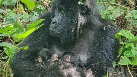 Historic Birth of Mountain Gorilla Twins in Africa's Virunga National Park