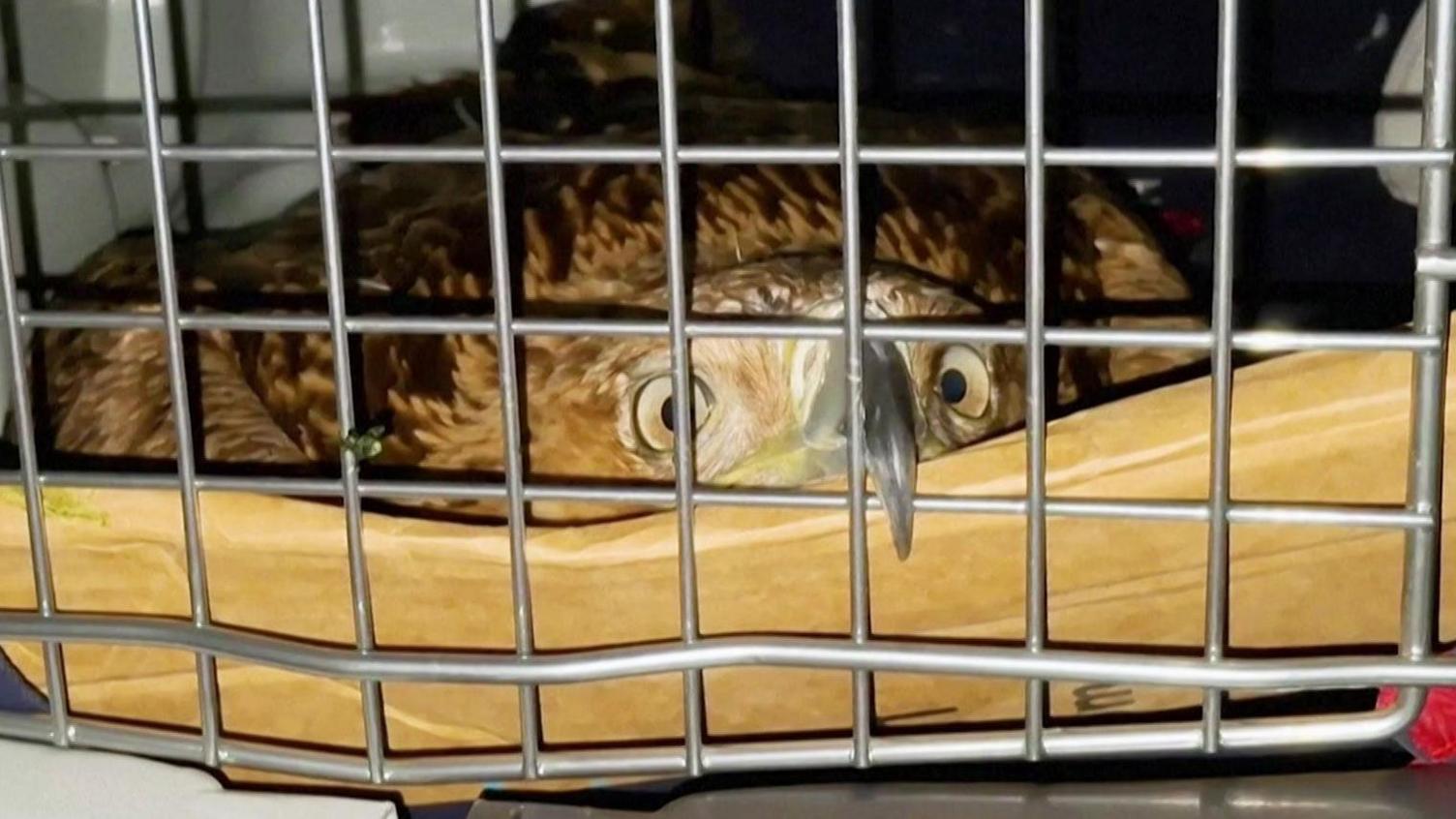 The Flight of Feliks: Serbia’s Rare Eagle Released After Trafficking Battle