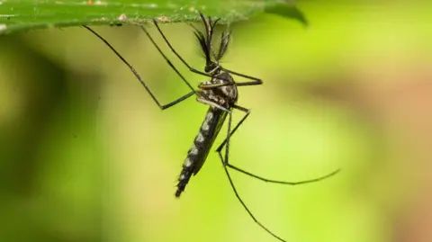 Record Heat Brings Mosquitoes to Iceland for the First Time