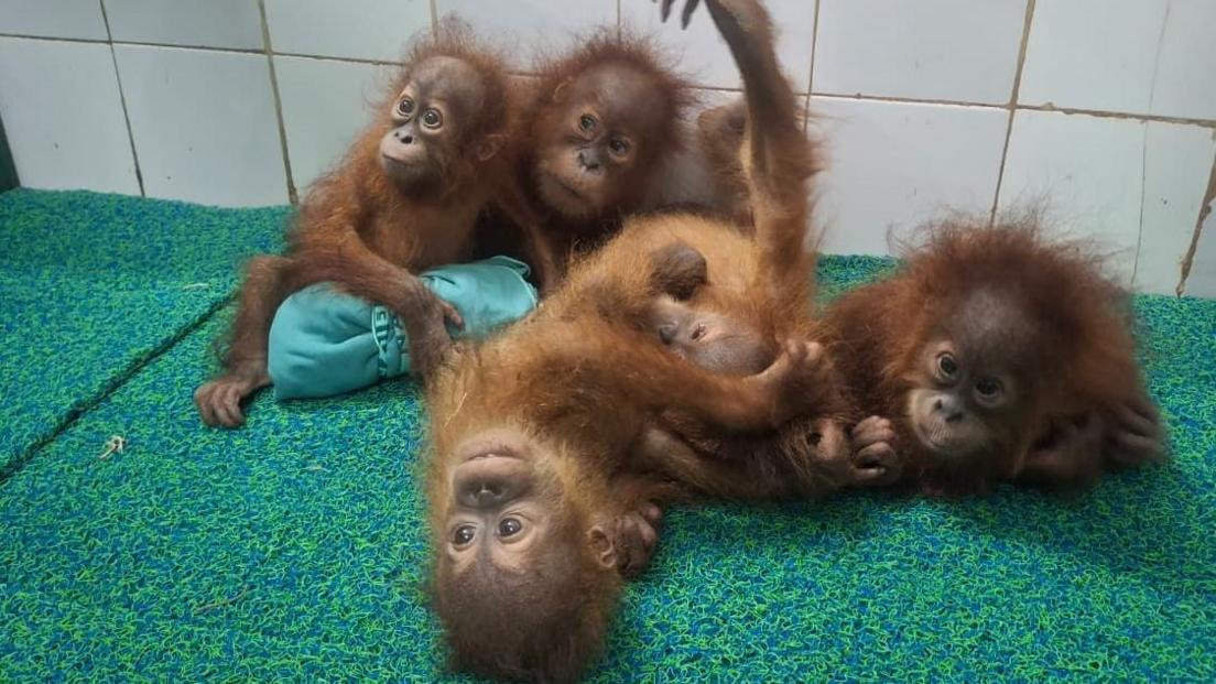 Orangutans Abandoned in Odisha Spark Trafficking Investigation