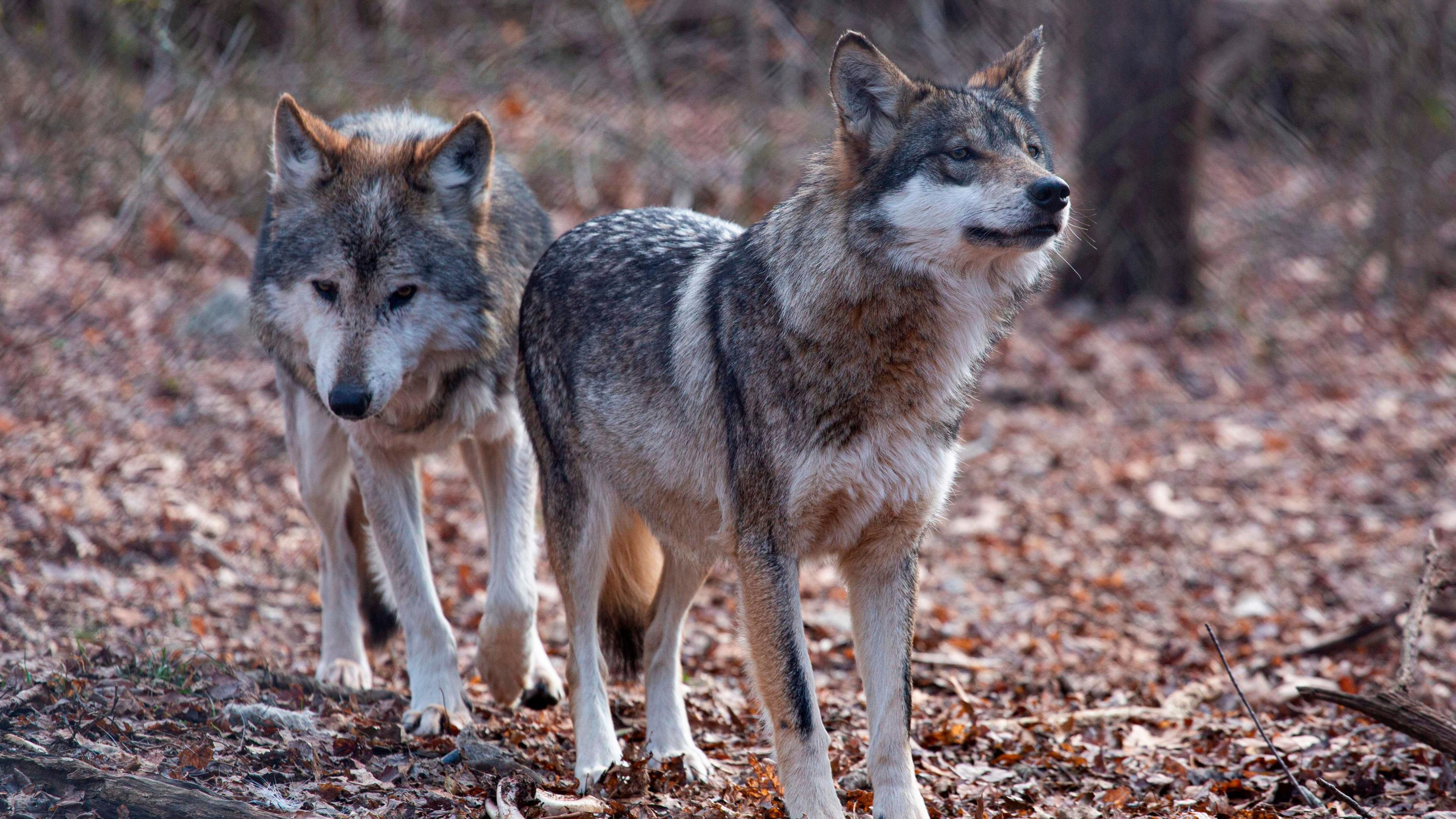 Trump's Wolf Removal Order Sparks Conservation Backlash