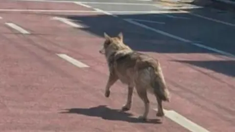 South Korea Arrests Man for Deceptively Sharing AI-Generated Image of Runaway Wolf