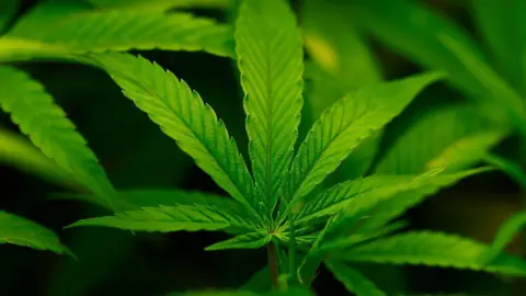 Trump Administration Reclassifies Cannabis, Easing Access to Medical Use