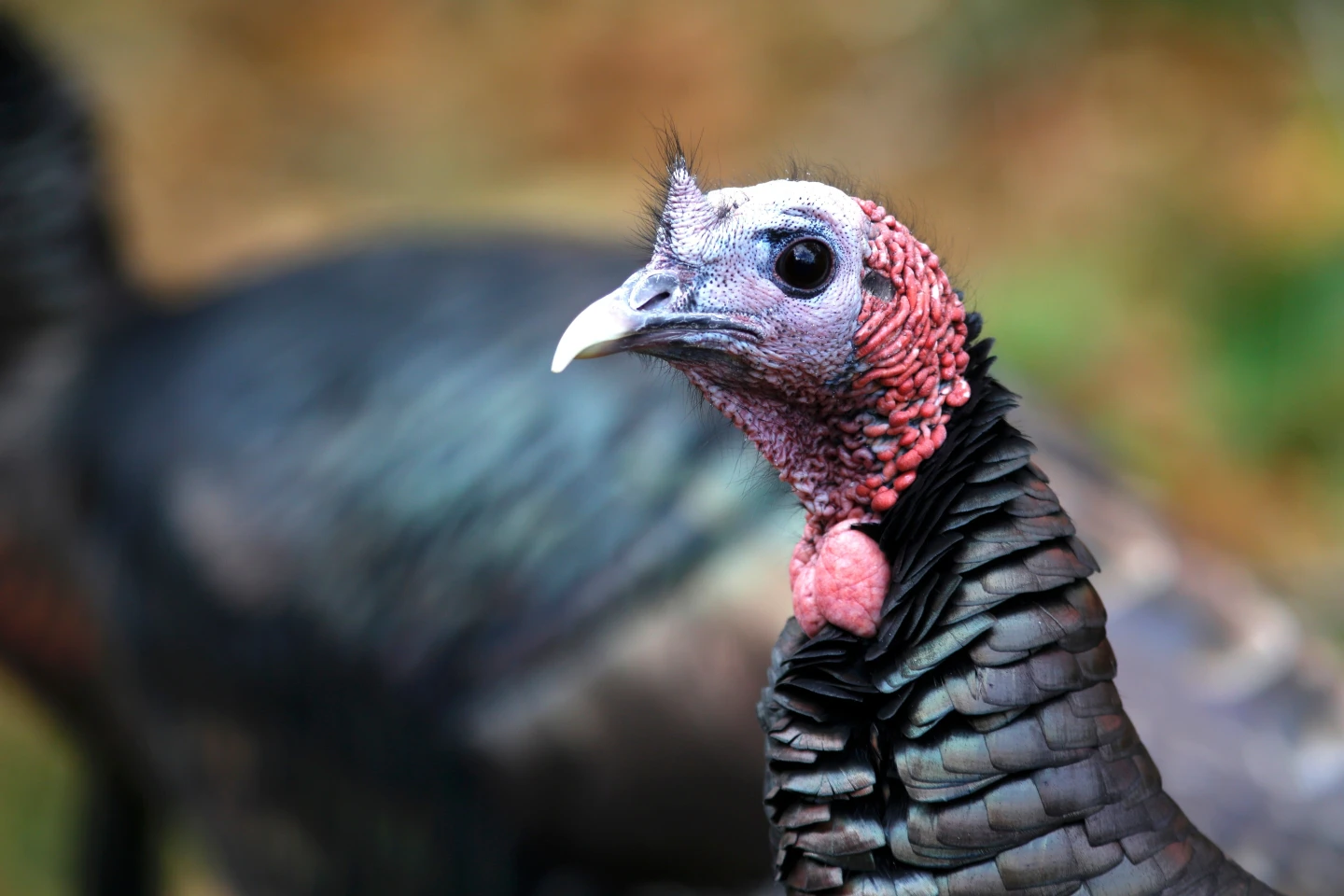 The Remarkable Comeback of Wild Turkeys: From Exchange Rates to Ecosystem Champions
