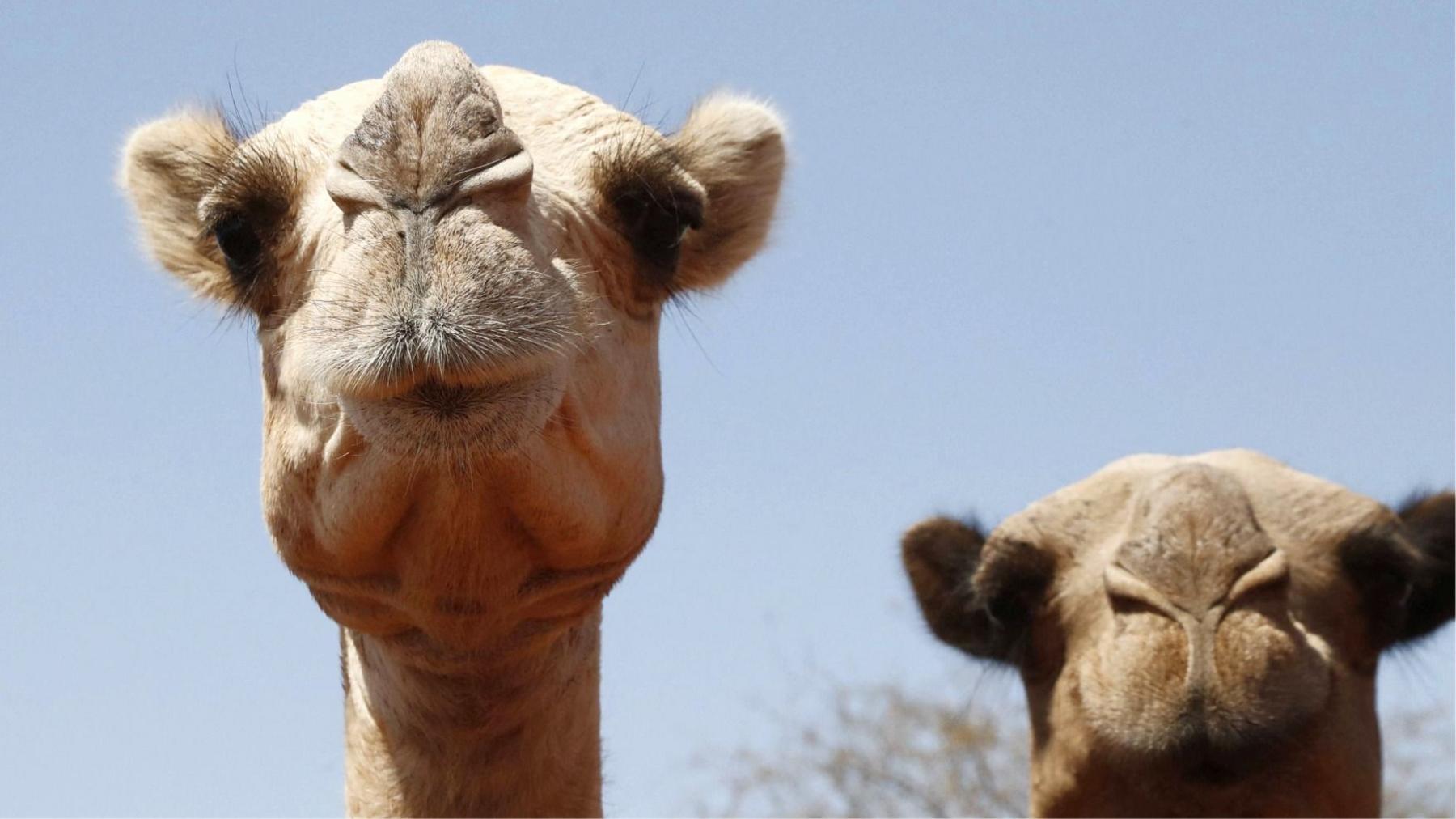 Heatwaves Threaten Africa’s Camel Herders as Rising Temperatures Turn Desert Ships into Survivors