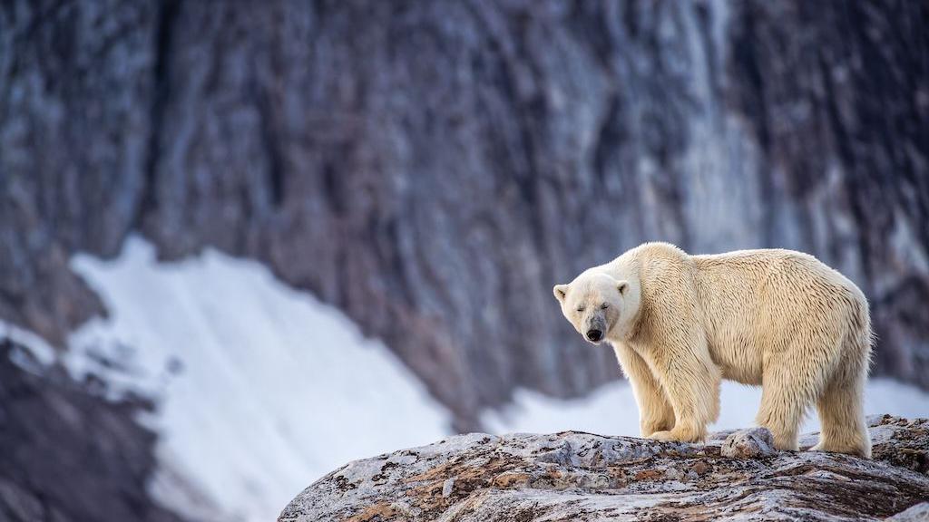 Norway Fines Vessel Crew for Rousing Sleeping Polar Bear with Foghorn