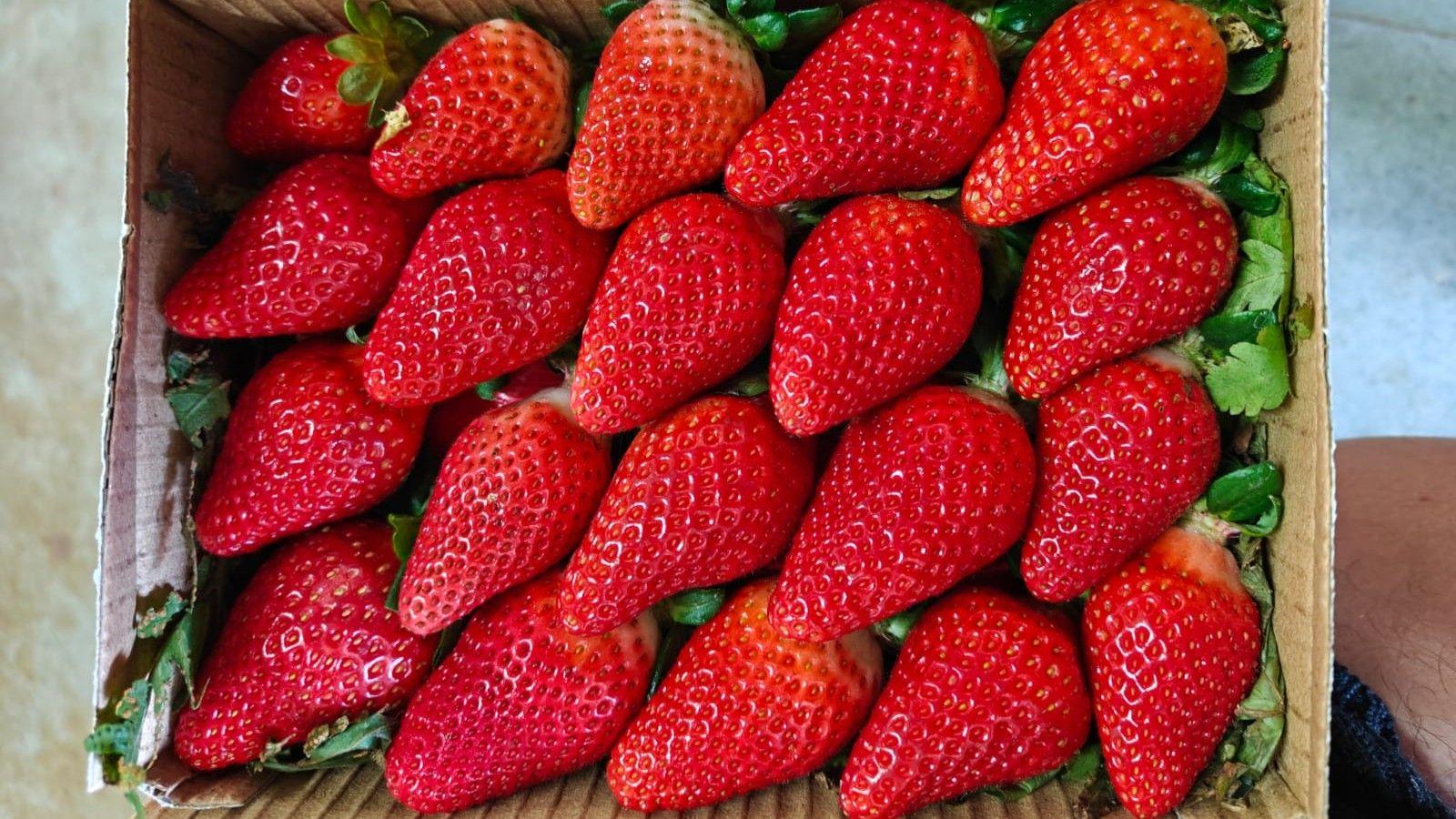 India Seeks to Dominate Strawberry Production